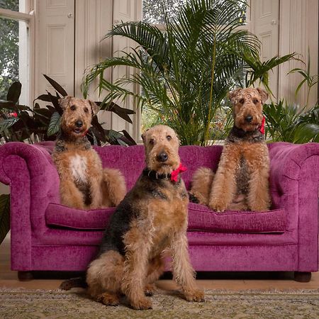 Clone Country House Aughrim Exterior foto Airedale Terriers