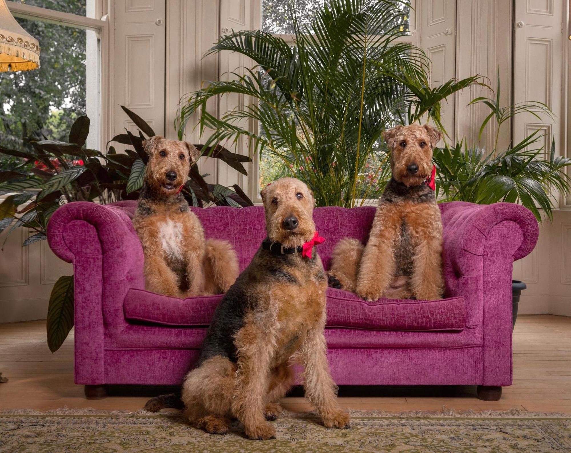 Clone Country House Aughrim Exterior foto Airedale Terriers