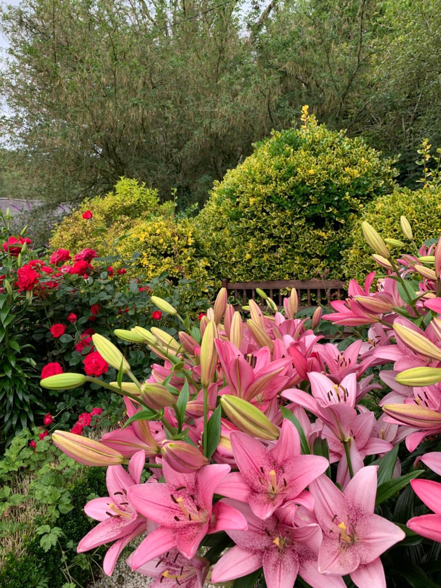 Clone Country House Aughrim Exterior foto Lilium × hybridum