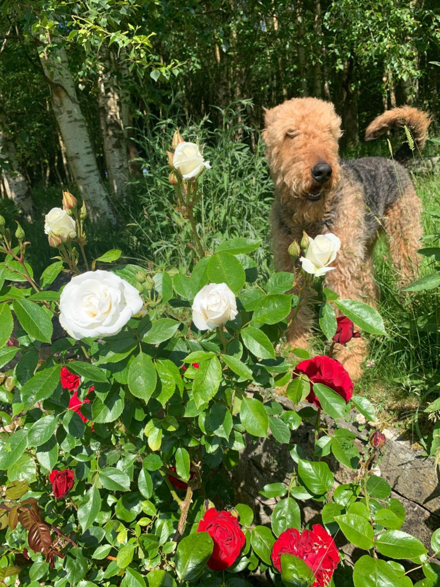 Clone Country House Aughrim Exterior foto A dog in the rose garden
