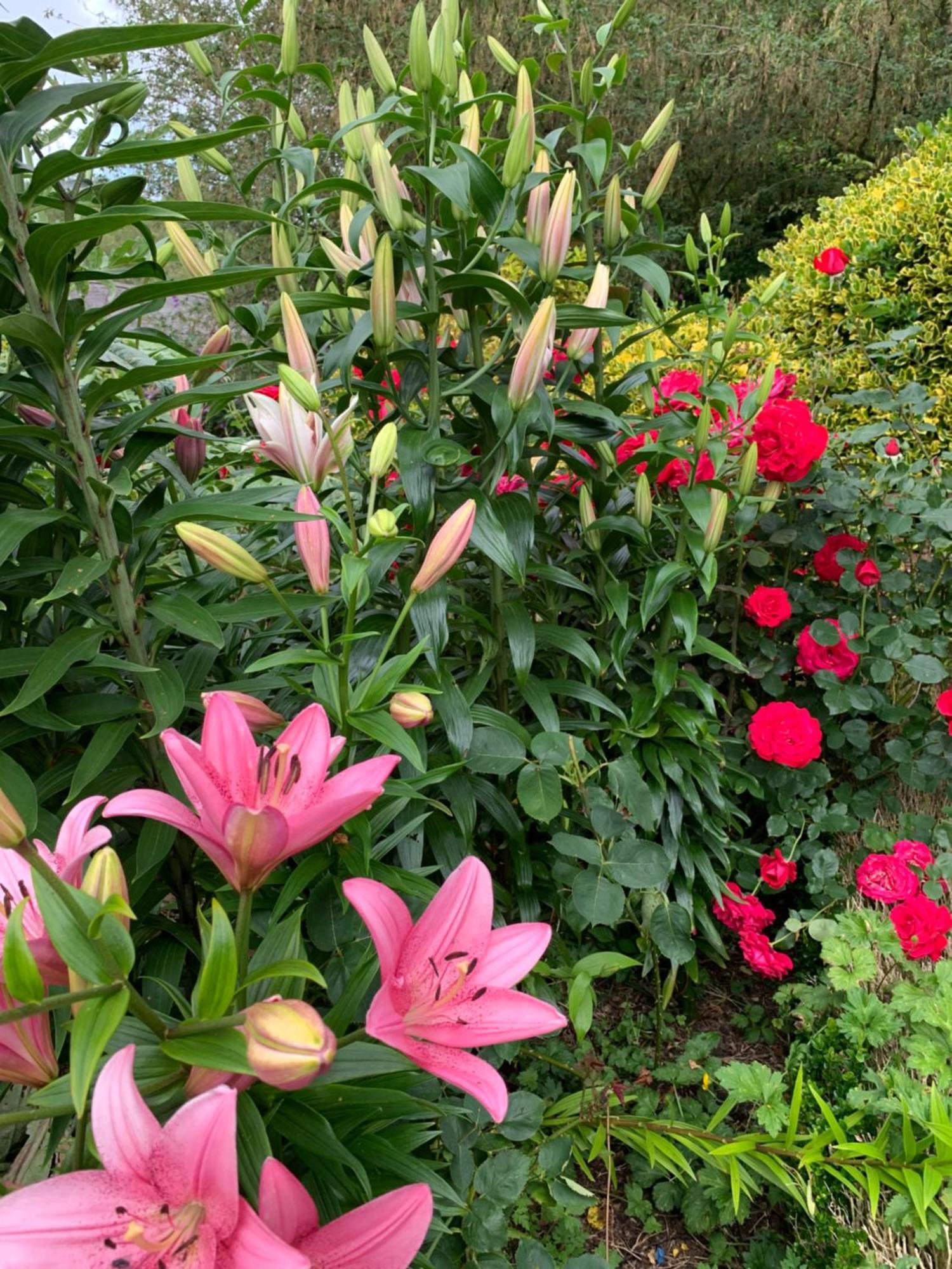 Clone Country House Aughrim Exterior foto Lilium × hybridum